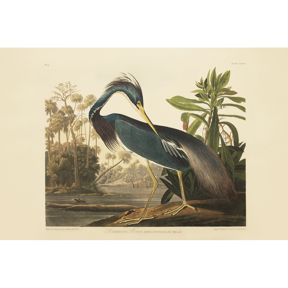 Louisiana Heron by Audubon, 1990s~P77597672