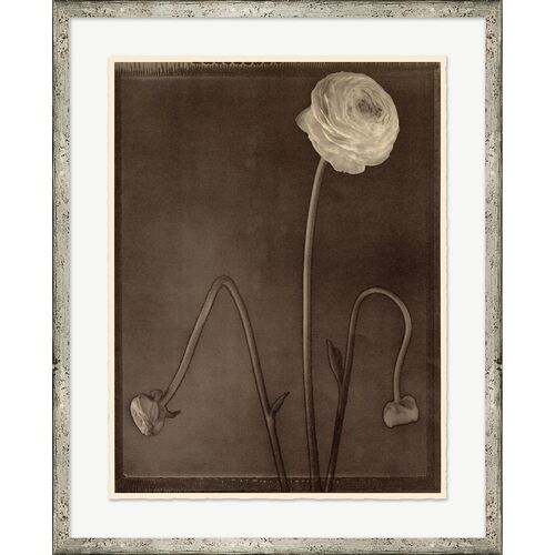 Bespoke by Baker, Sepia Flowers Photograph, 17.25" x 21.25" Bespoke by Baker, Sepia Flowers Photograph, 17.25" x 21.25"