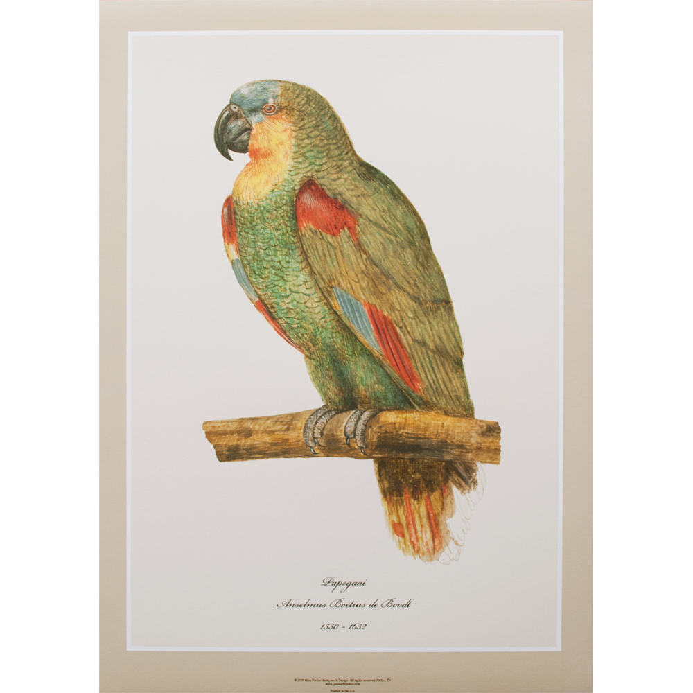 Parrot by Anselmus Boëtius De Boodt, XL~P77660882