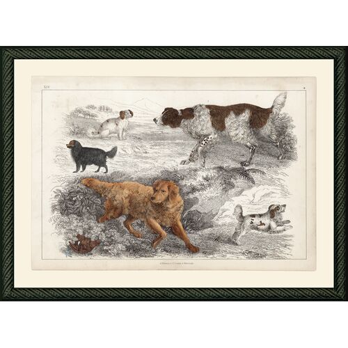 GS Dogs, 1851 Art Print, 11" x 15"