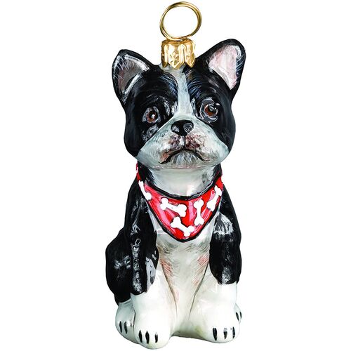 Boston Terrier with a Bandana