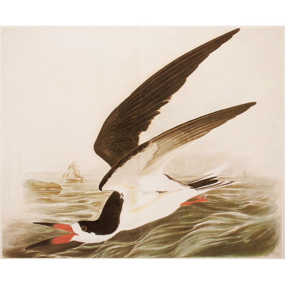 1966 Audubon, XL Print of Black Skimmer~P77587183