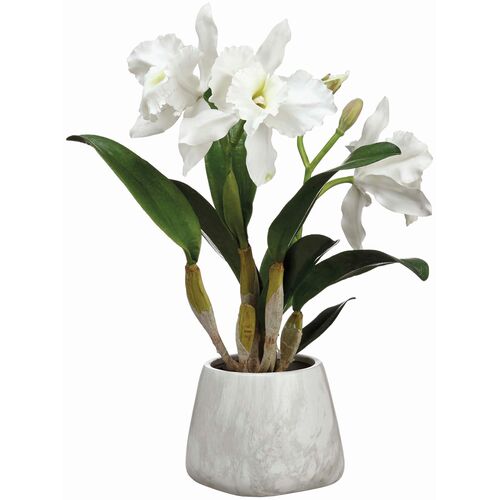 18" Cattleya Orchid Plant In Terra Cotta Pot, White