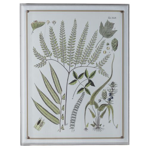 Ferns III Print, 20" x 26"