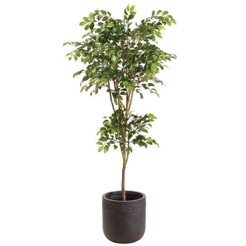 80" Sakaki Tree in Clay Planter, Faux 80" Sakaki Tree in Clay Planter, Faux
