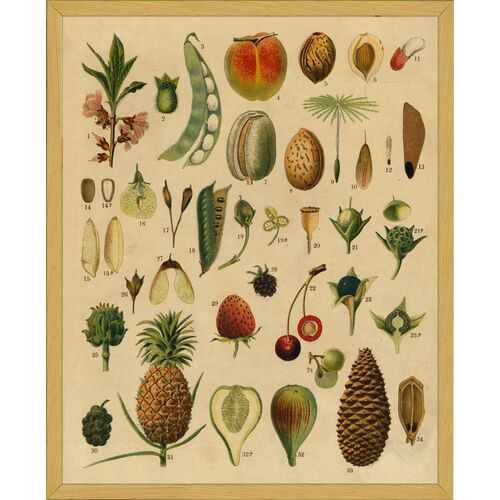 Botanical Fruit Art Print, 16" x 13" Botanical Fruit Art Print, 16" x 13"