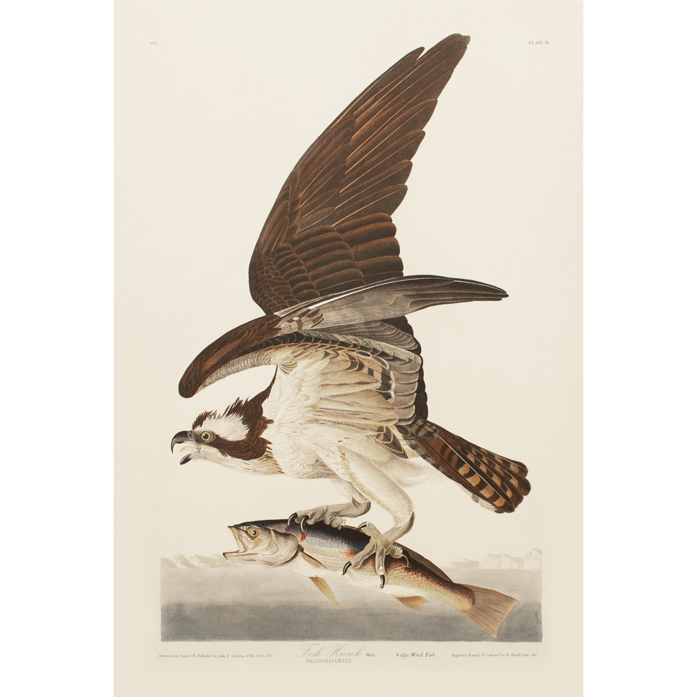 Fish Hawk by Audubon