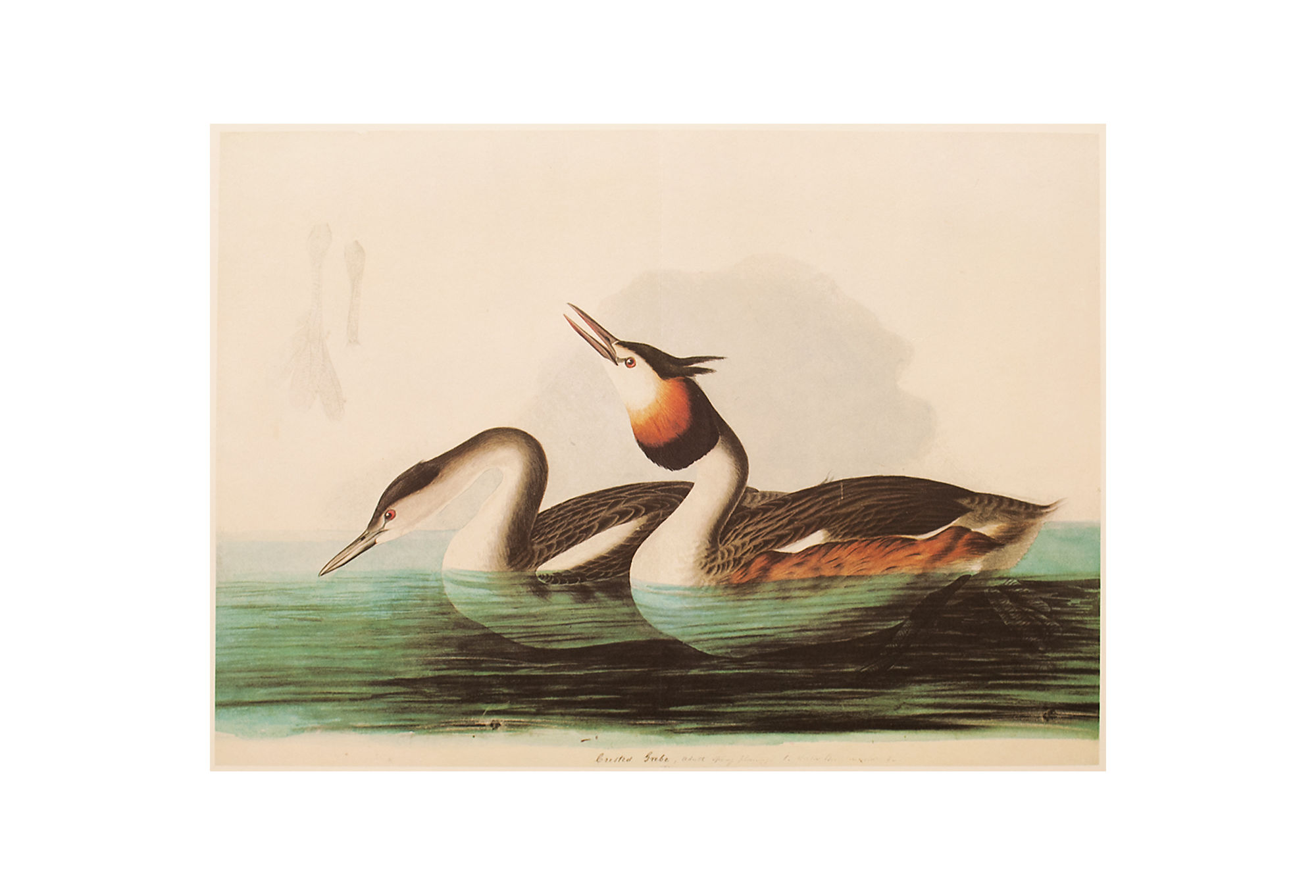 1966 Audubon, XL Print of Crested Grebe~P77587180