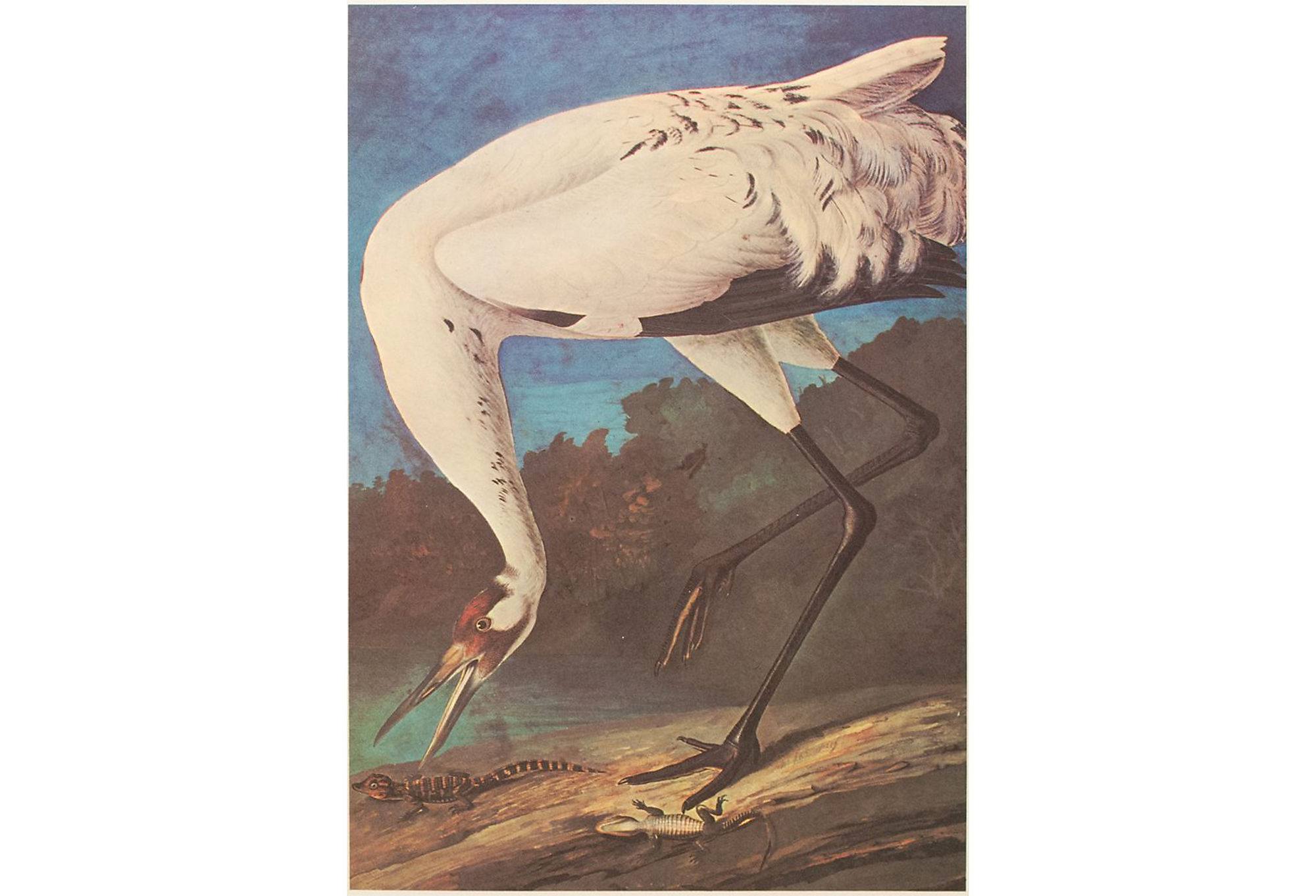 1966 Audubon, Wooping Crane~P77571408