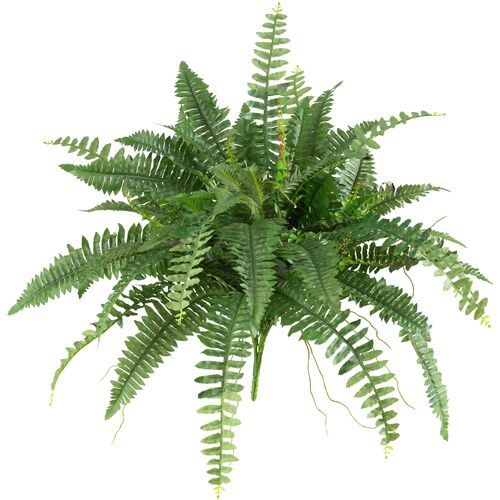 S/2 40" Boston Fern~P111113150