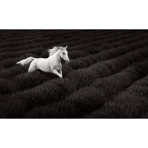 Stardust Unframed Photograph, 16" x 27"