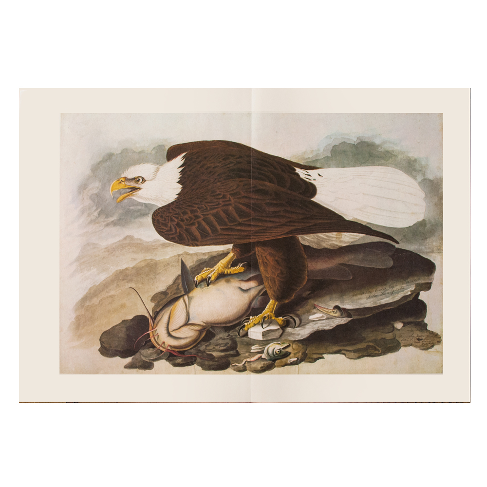 XL 1966 Audubon, White-Headed Eagle~P77587134