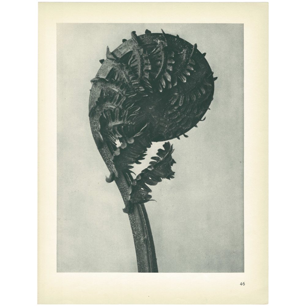 1928 Karl Blossfeldt,German Ostrich-Fern~P77579523