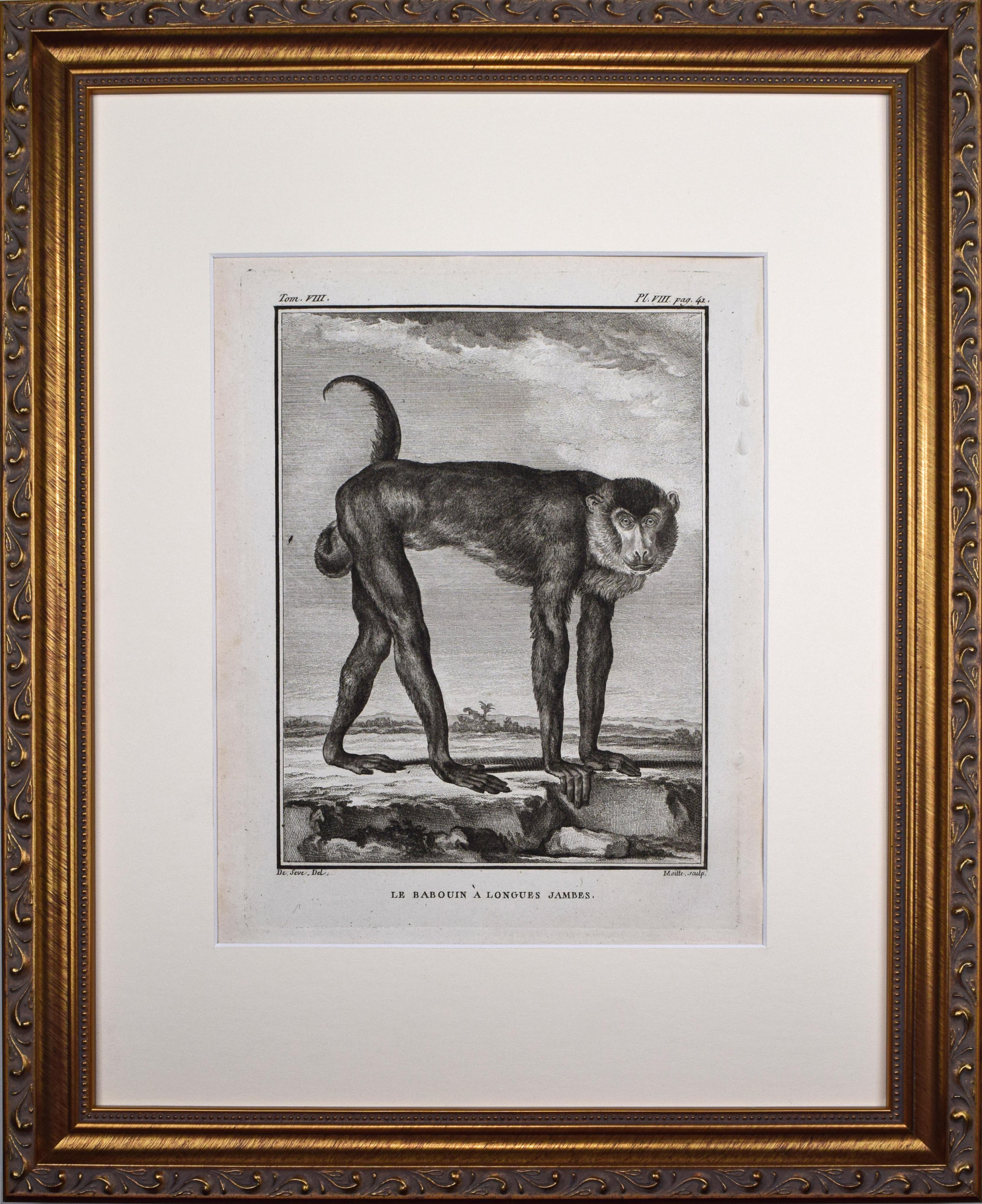18th Century French Monkey Engraving~P77666048