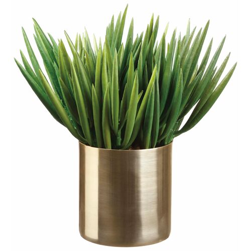 12" Senecio in Gold Brass Cylinder, Green