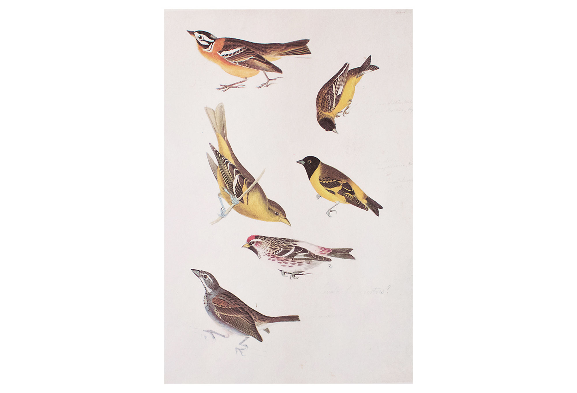 Birds of America by John J. Audubon~P77591213