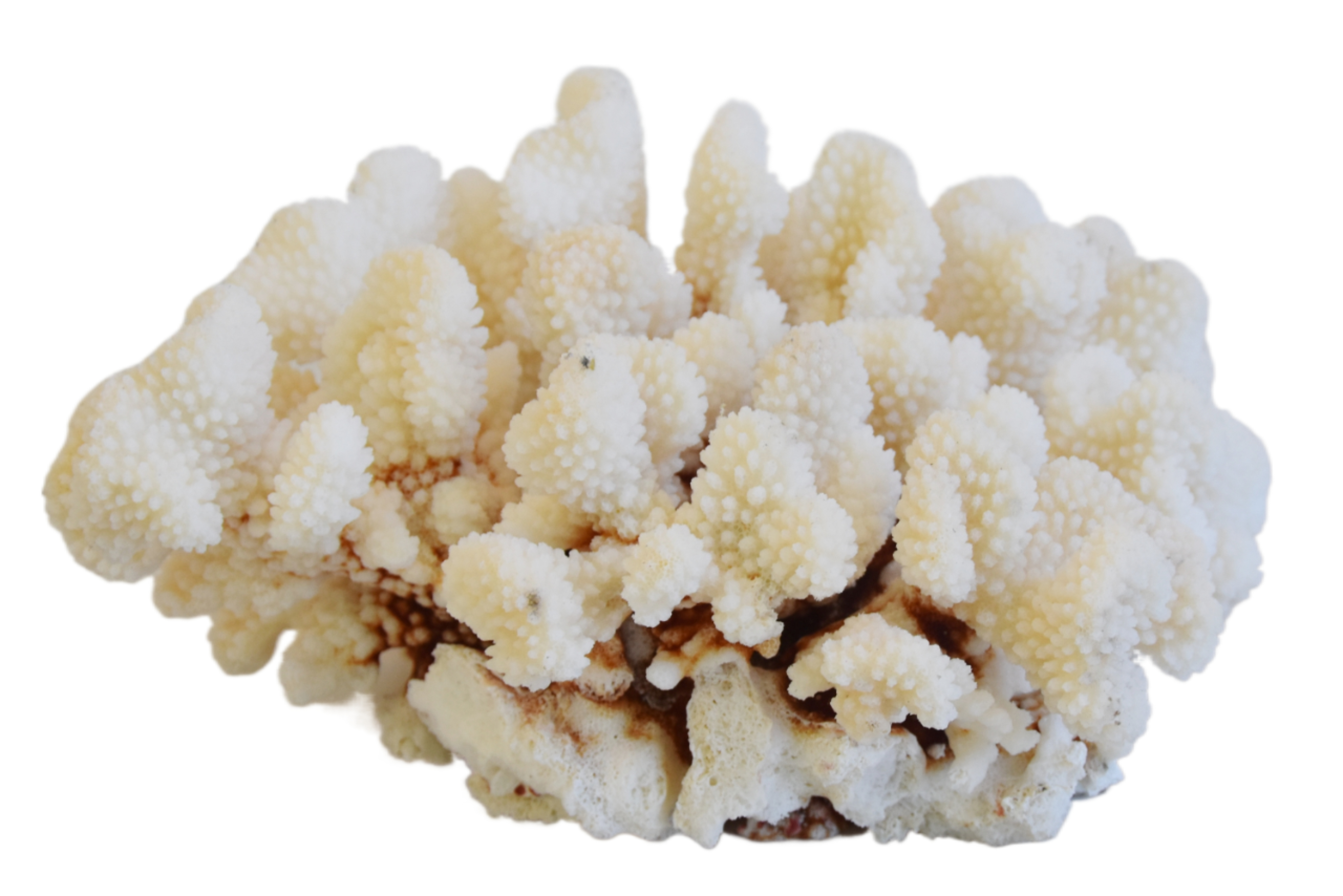 Coastal Nautical Green Coral Specimen~P77668468