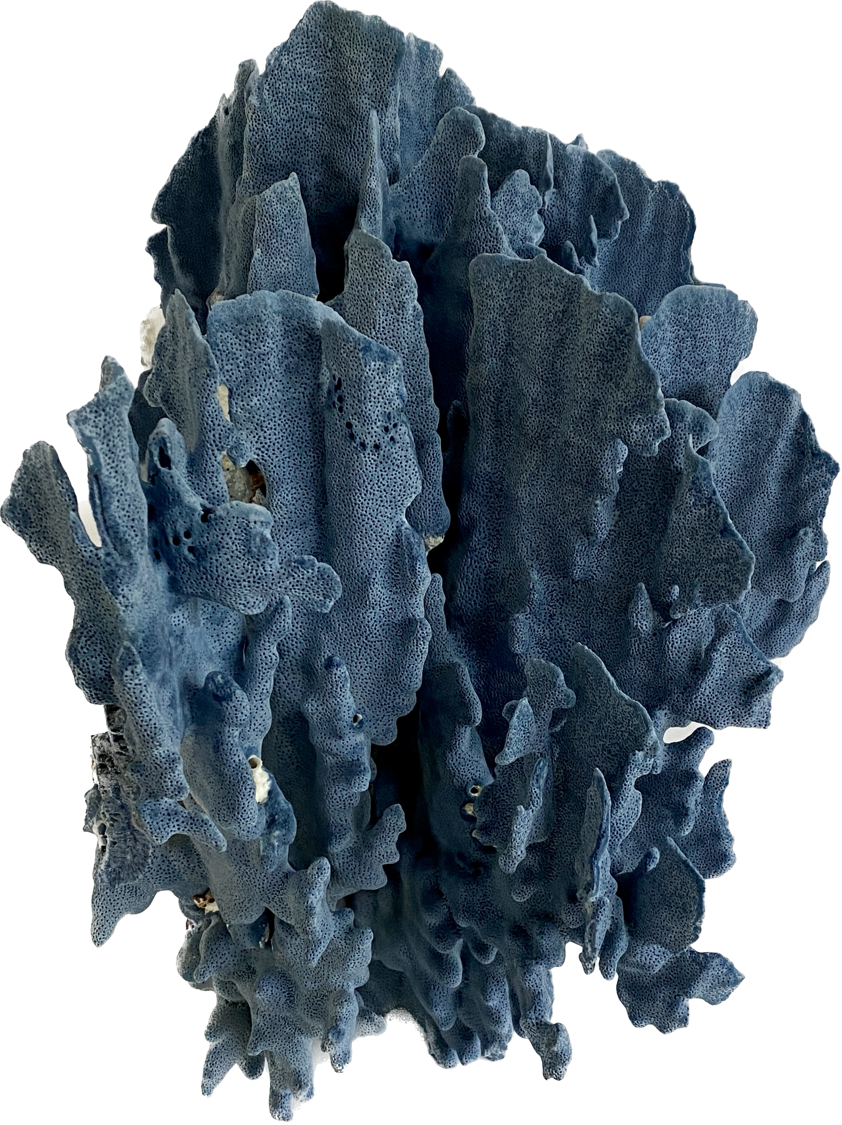 Exceptional Natural Blue Coral Specimen~P77672373