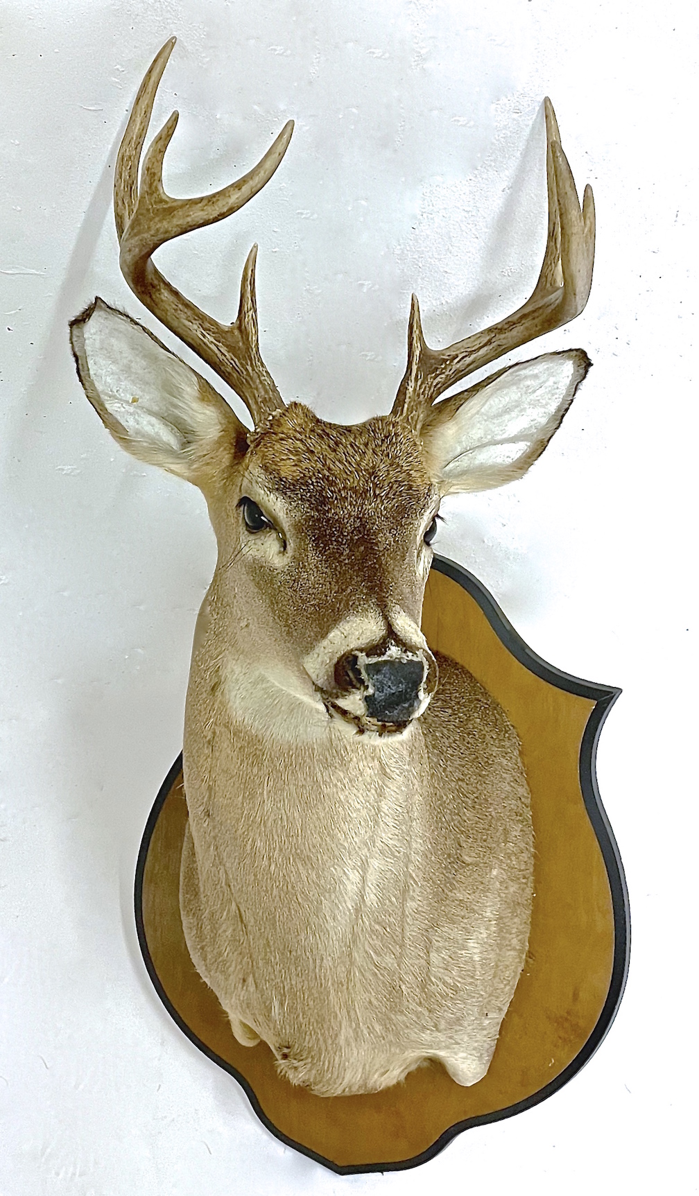 Whitetail Deer Shoulder Mount~P77660877