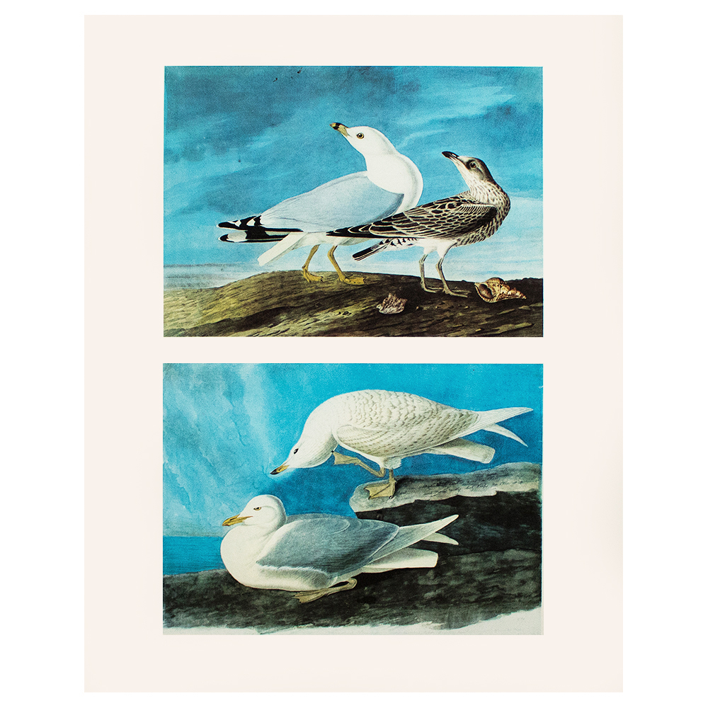 1966 Audubon, American & Iceland Gulls~P77554245