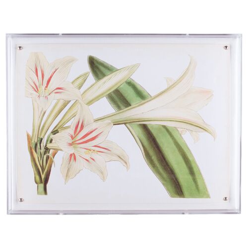 Amaryllis III Print, 20" x 26"