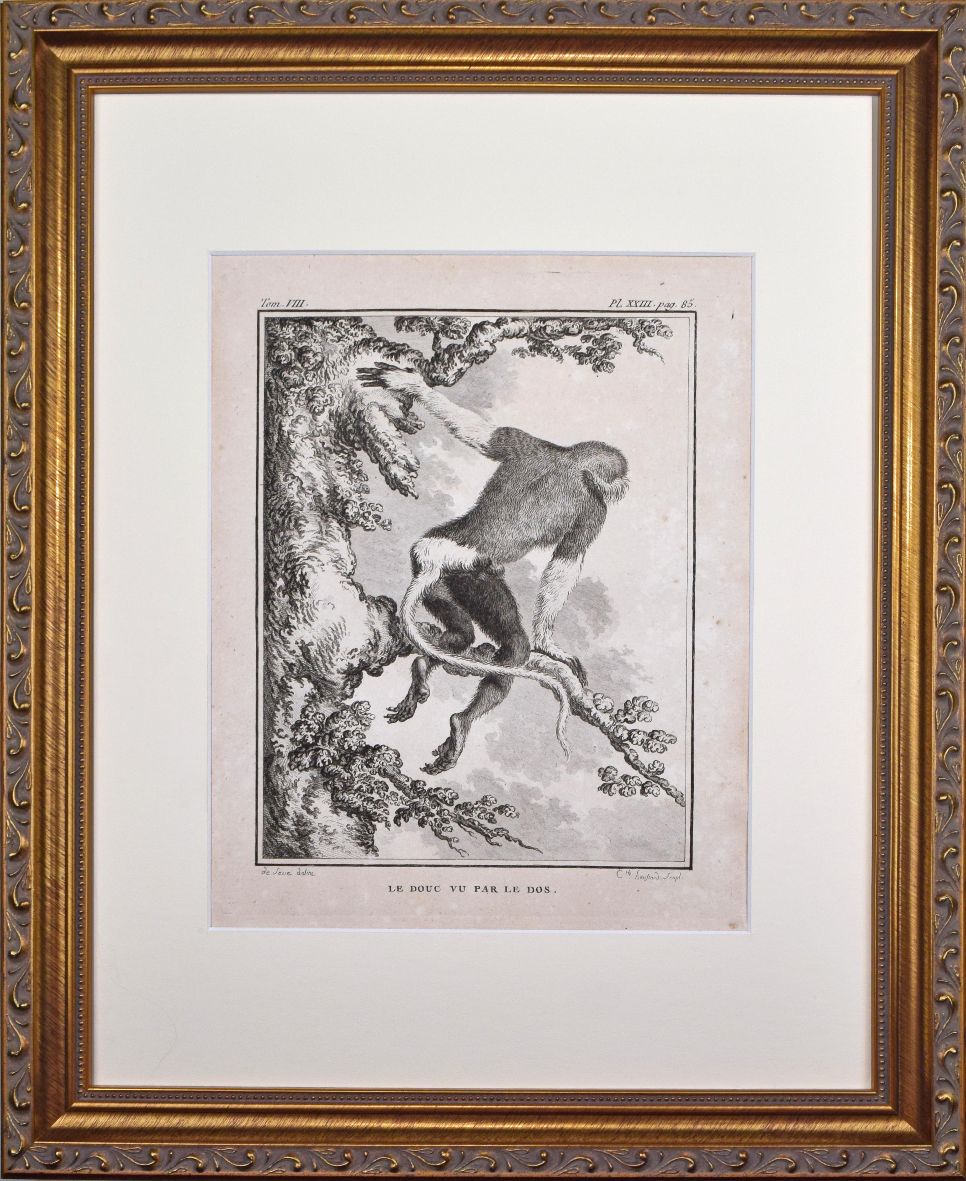 18th Century French Monkey Engraving~P77666056