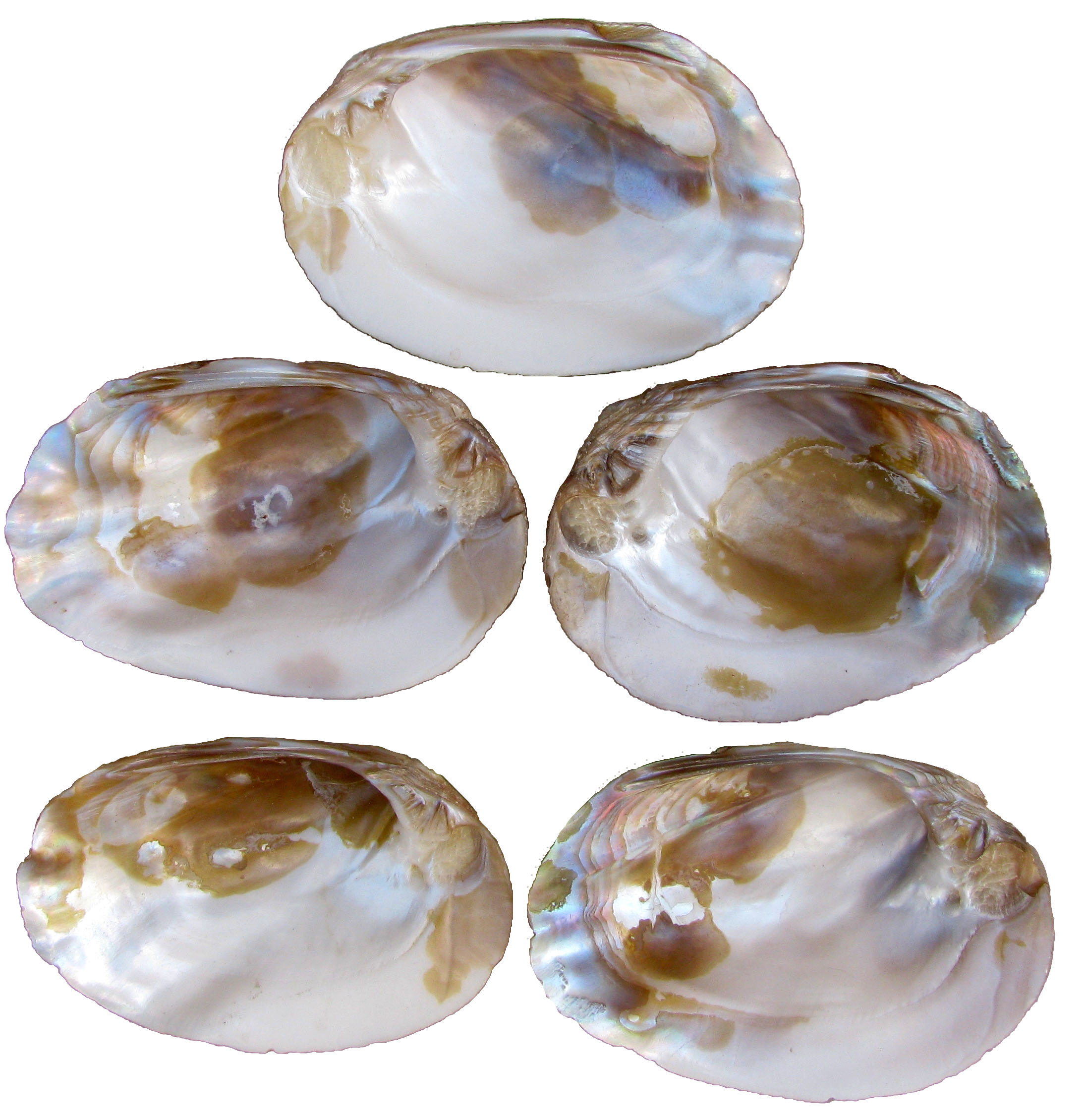 Iridescent Abalone Seashell Bowls, S/5~P77660358