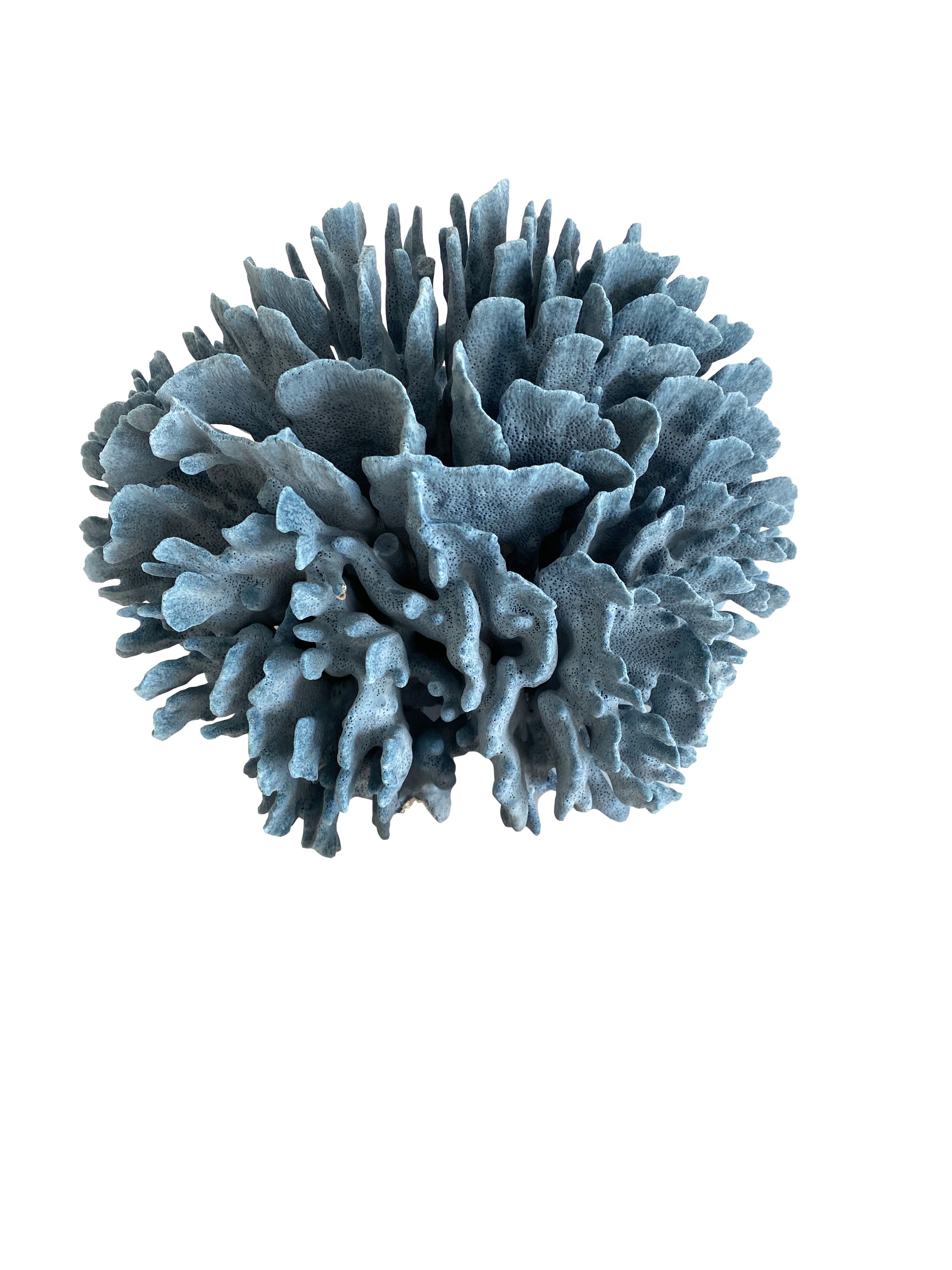 Large Natural Blue Coral on Acrylid Base~P77672421