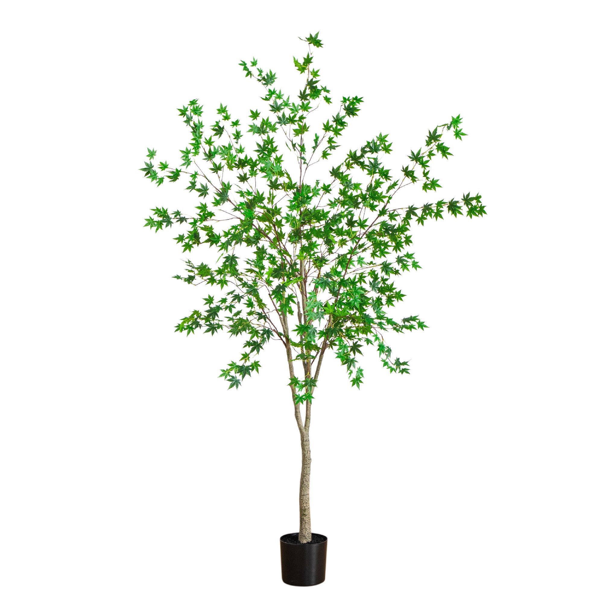 7-ft Maple Tree
