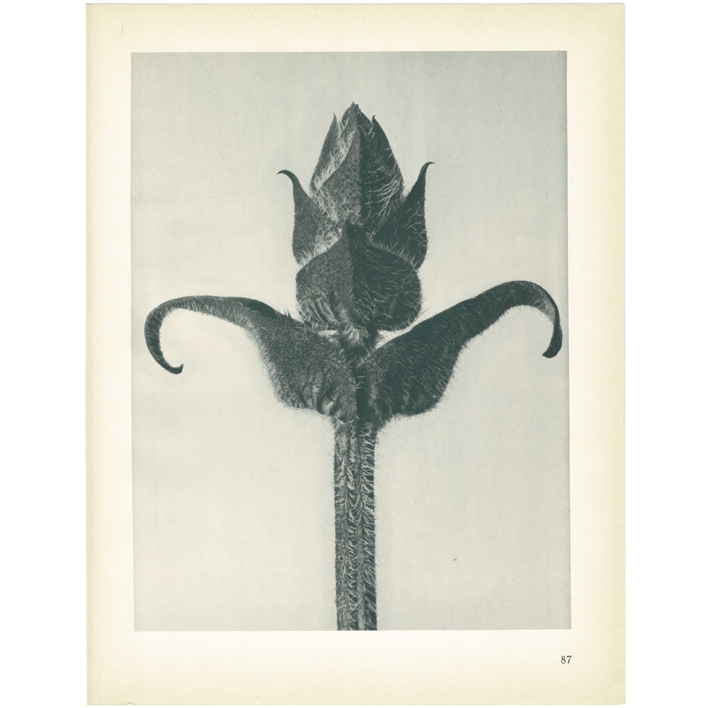1928 K.Blossfeldt, Brunella Grandiflora~P77579575
