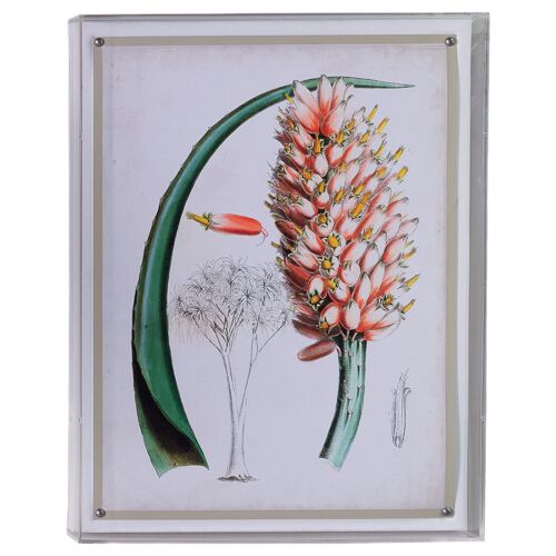 Tropicals III Print, 20" x 26"