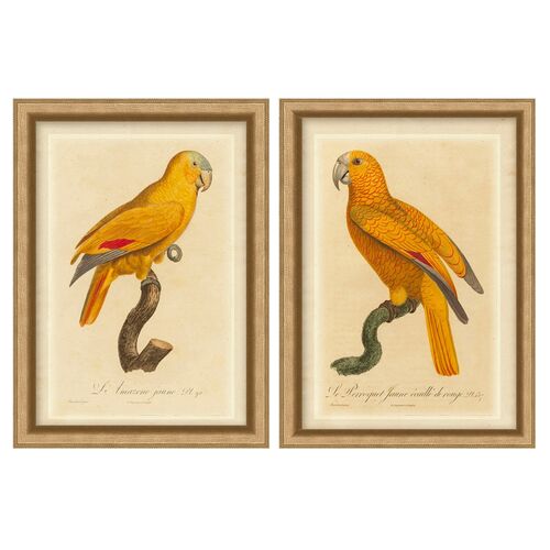 S/2 Orange Parrot~P77485694
