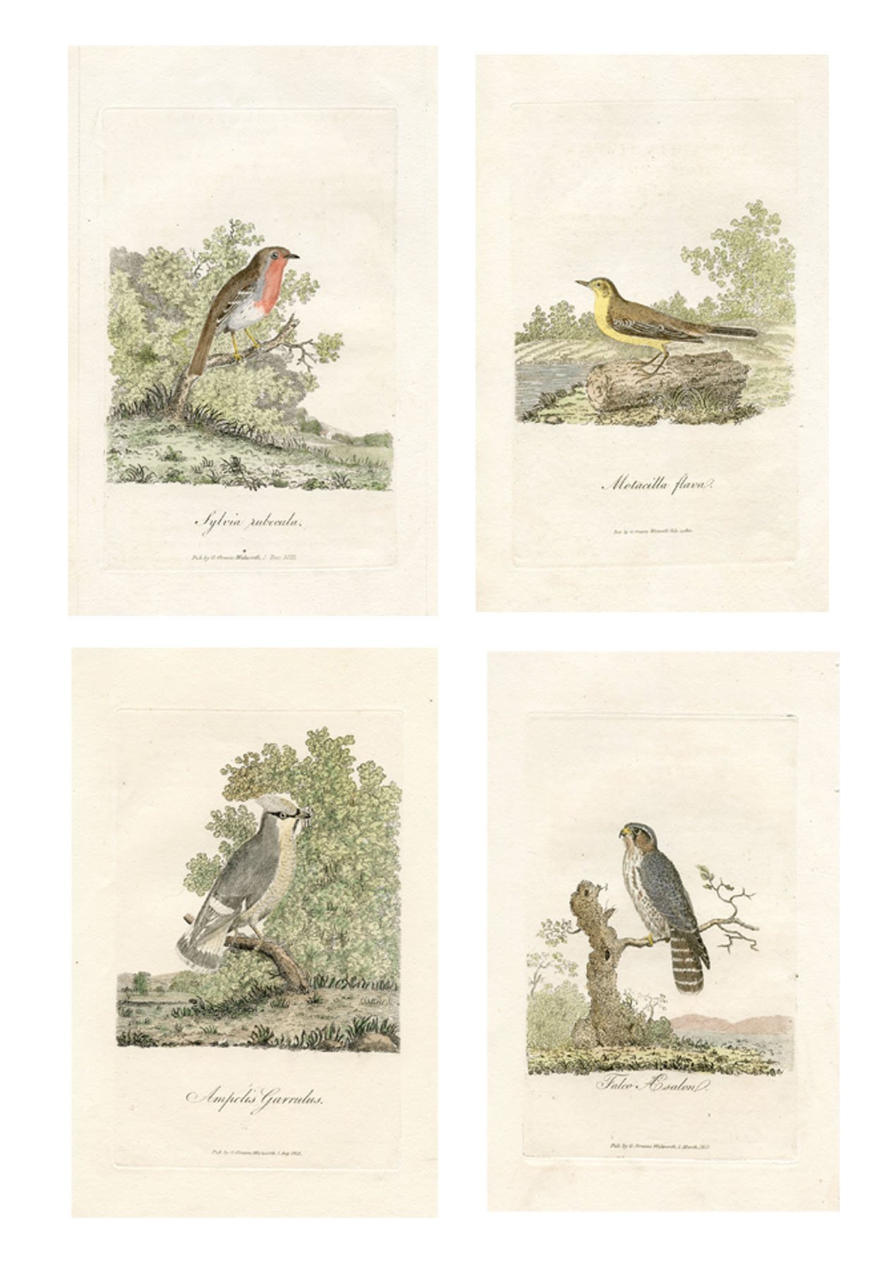1821 British Bird Engravings, S/4~P77622085