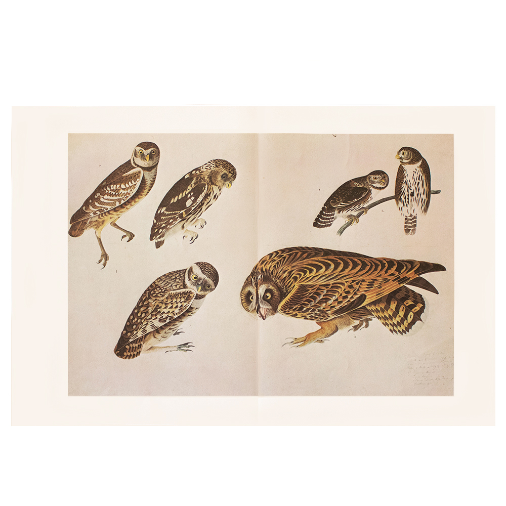 1966 Audubon, XL Vintage Print of Owls~P77587135