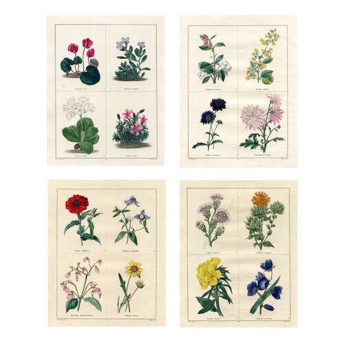 English Garden Botanical Prints, S/4~P77657342