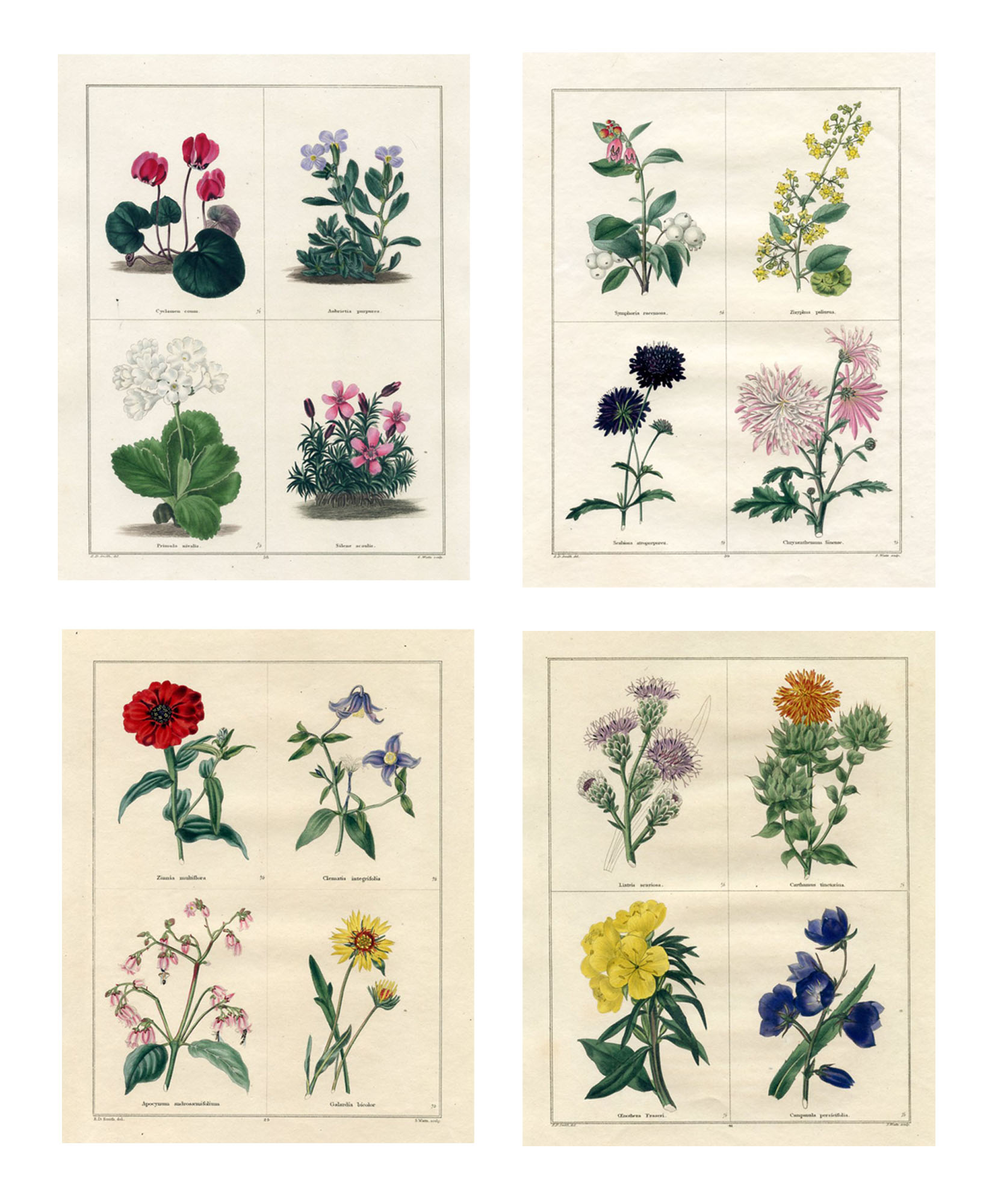 antique flower prints