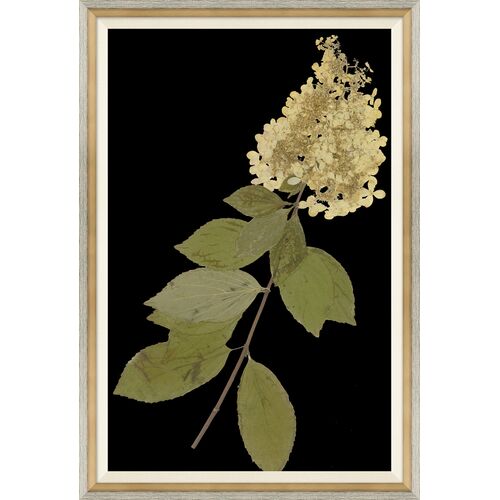 Solarized Herbarium with Dark Background Painting