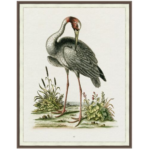 Lillian August, Regal Heron 1