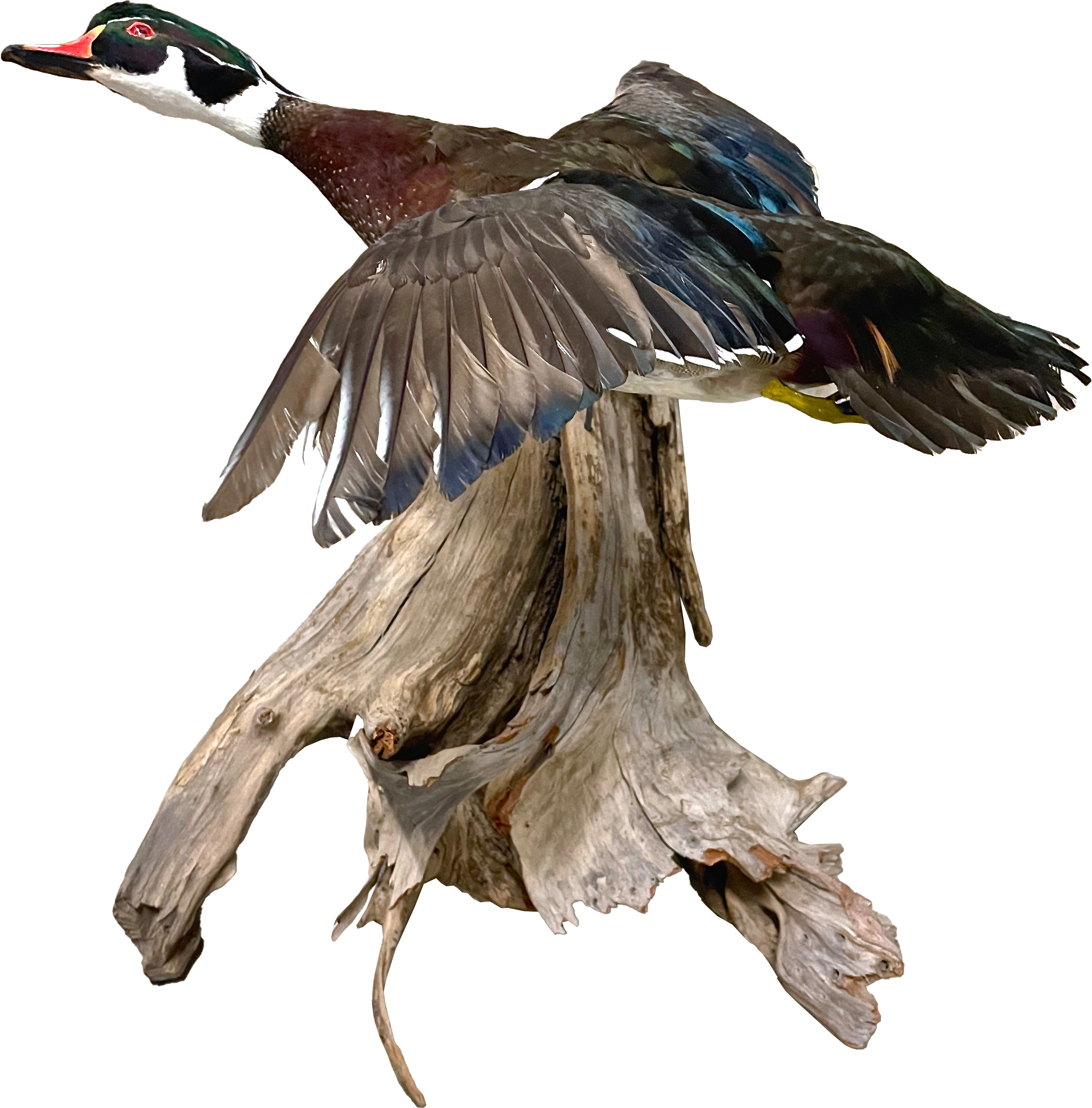 Flying Wood Duck Taxidermy Sculpture~P77614170