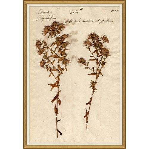 Herbarium 10~P111123977