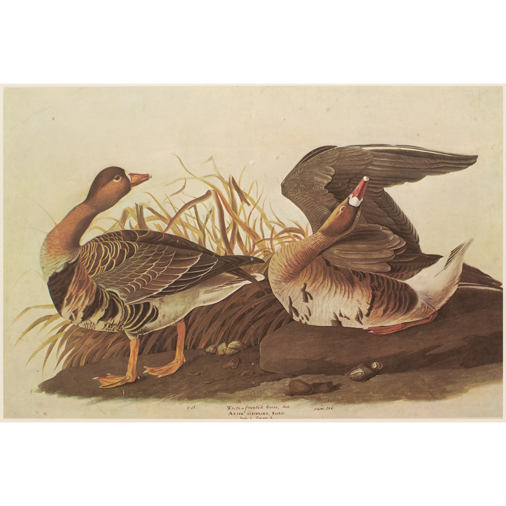 1966 John J.Audubon, White-Fronted Goose~P77595712