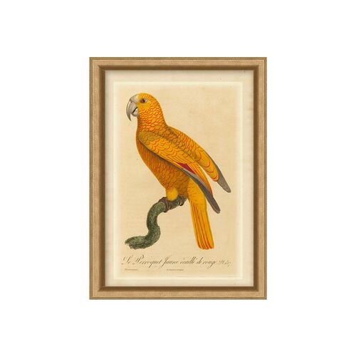 Orange Parrot II~P77484259