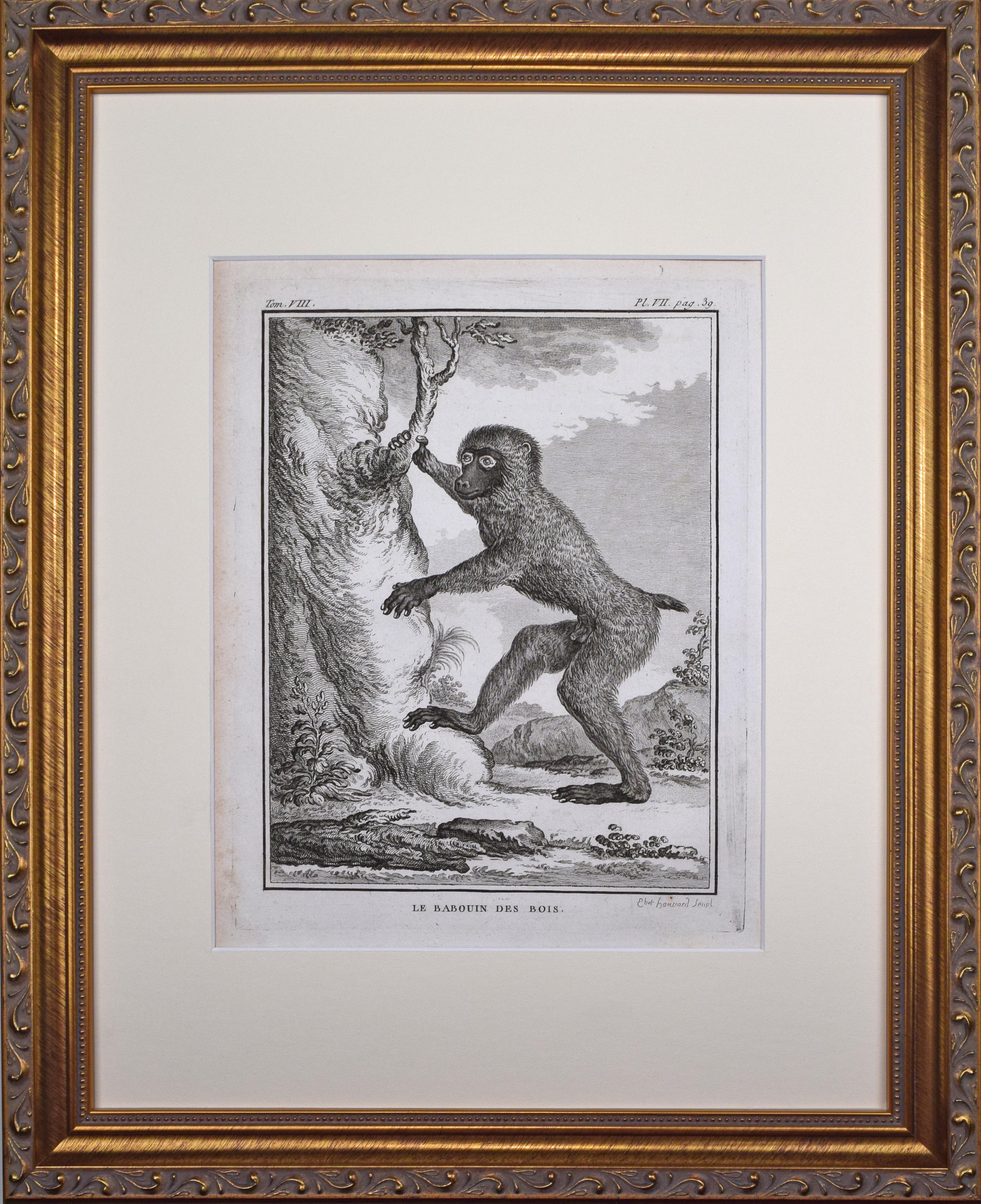 18th Century French Monkey Engraving~P77666047