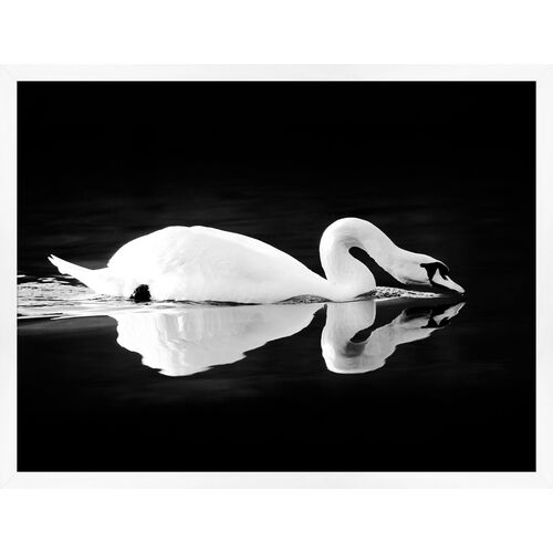 Lillian August, Swan on Black~P77530218