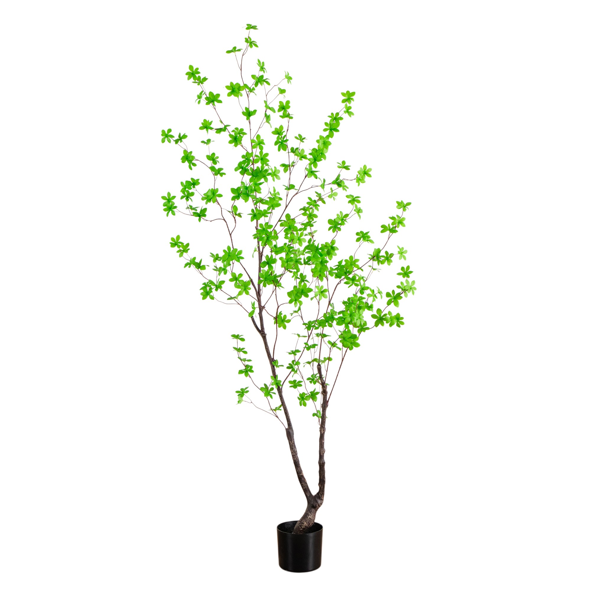 6-ft Minimalist Enkianthus Tree