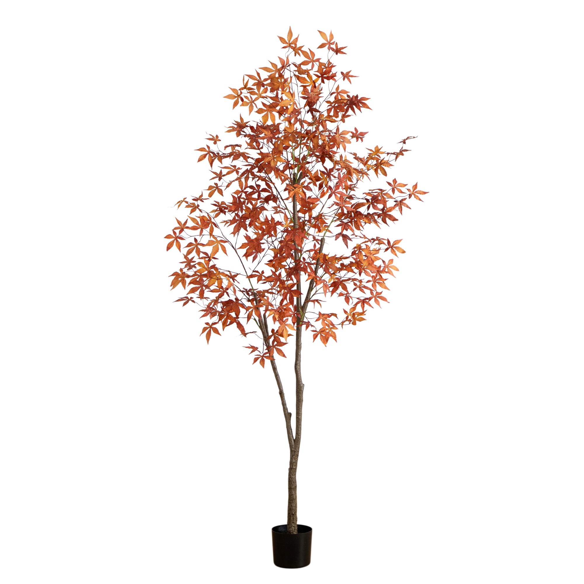 Autumn Japanese Maple Fall Tree