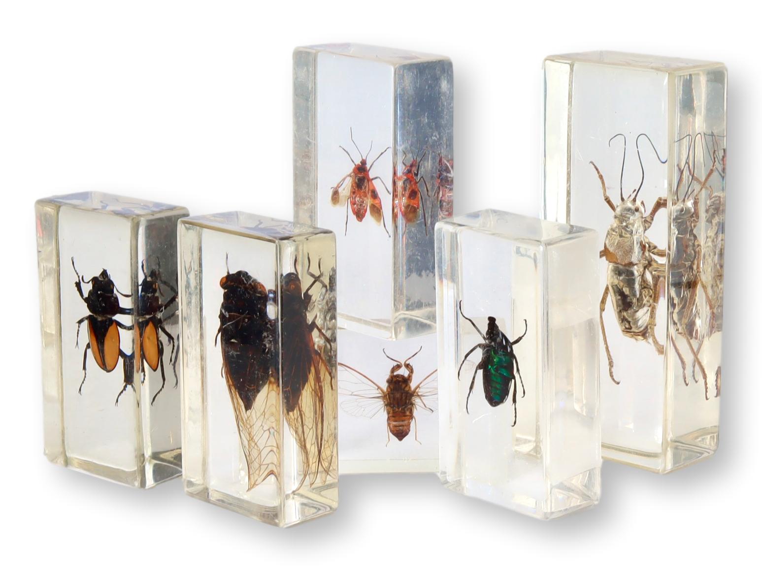 Entomology "Bugs" Science Specimens~P77696153