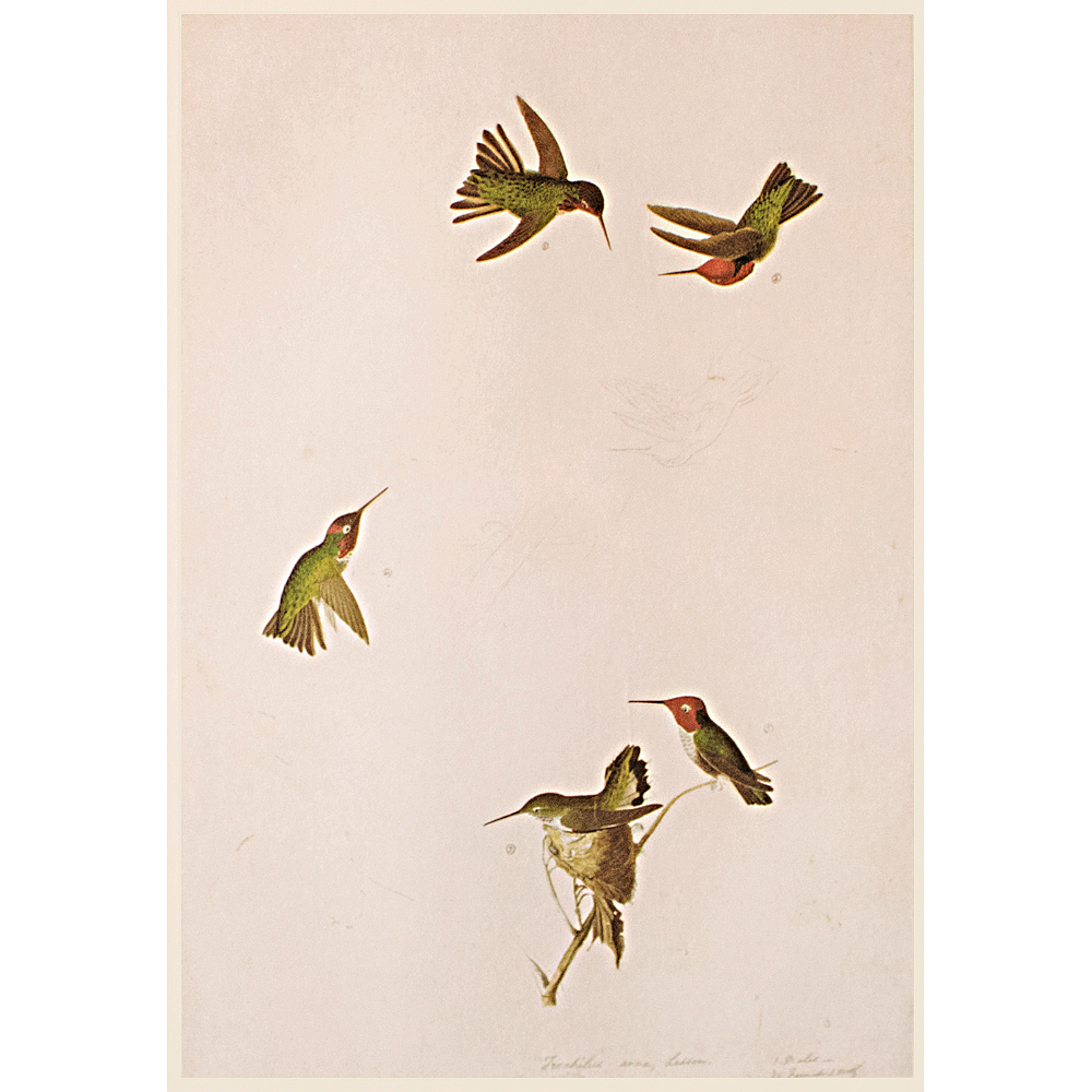 Anna's Hummingbird by Audubon, 1966~P77589770