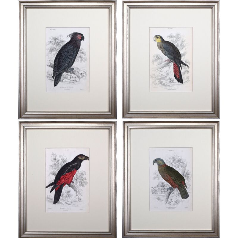 19th C Parrot/Cockatoo Engravings S/4