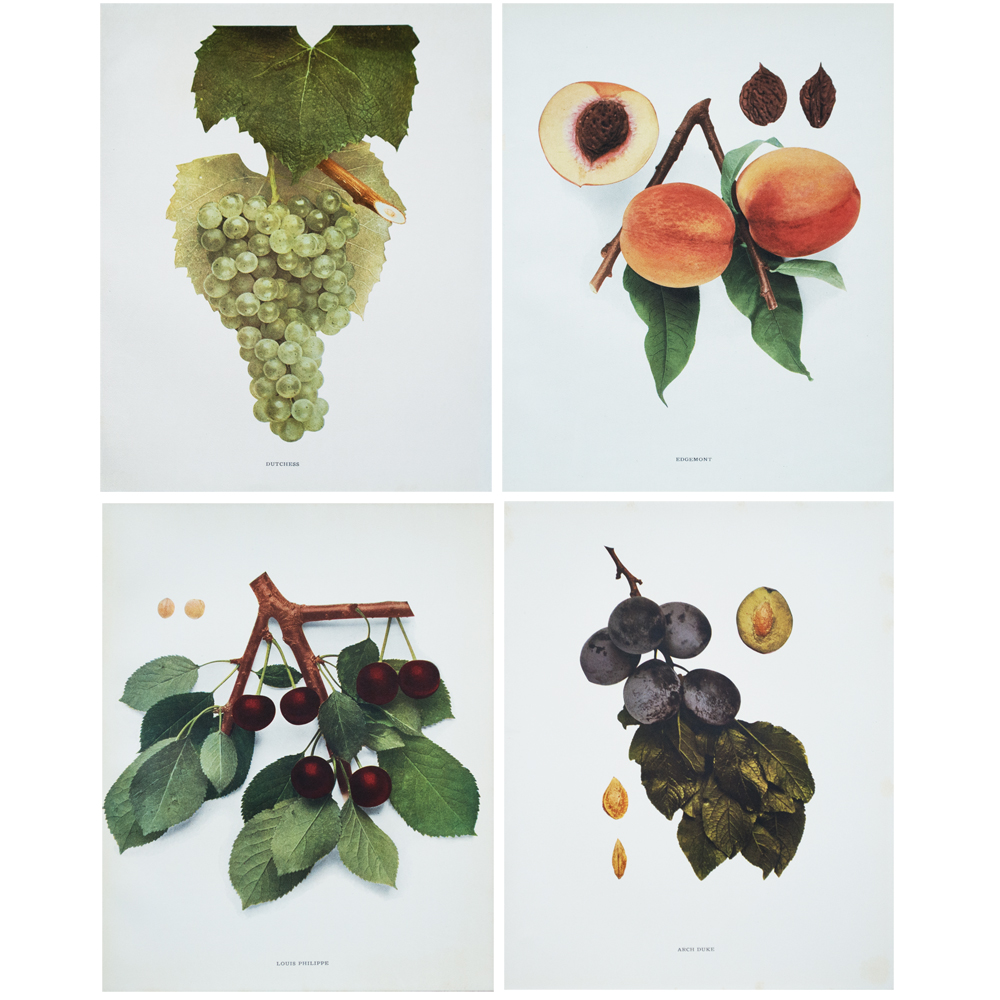 Antique Fruits of NY by Hedrick, S/4~P77429302